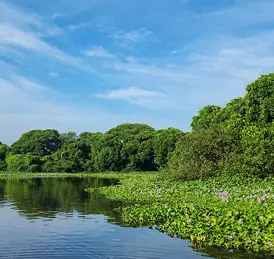 Scenic lake shore views